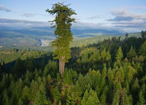 Tallest tree